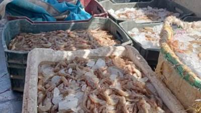 "جهاز حماية البحيرات" يعلن انطلاق موسم الصيد ببحيرة قارون لعام 2025