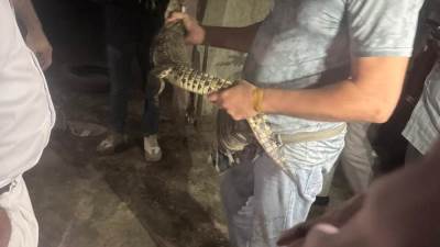 طوله متر.. تفاصيل العثور على “تمساح نيلي” بحدائق الأهرام