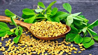 د.حنان أحمد توضح القيمة الغذائية لنبات الحلبة 