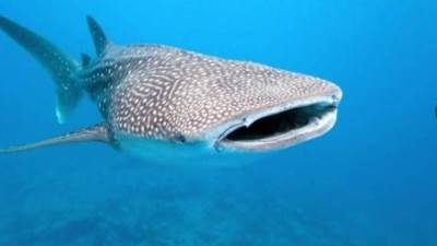 القرش الحوتي.. العملاق الذي أدهش شواطئ غزة