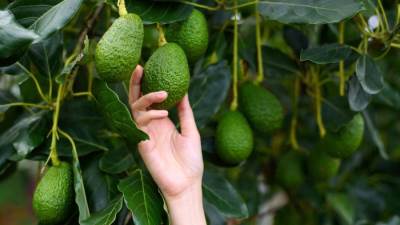 د. ناهد عطا توضح القيمة الغذائية والصحية لثمار وزيت الأفوكادو