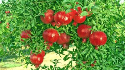 الزراعة تعلن فتح السوق الفنزويلي أمام صادرات الرمان الطازج