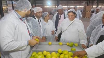 أسواق البحر الكاريبي تستعد لاستقبال الموالح والرمان المصري