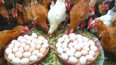 البيض بـ95 جنيه.. انخفاض كبير في أسعار الدواجن بالأسواق