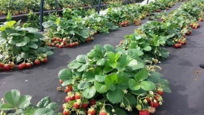 الزراعة تعلن عن طفرة في تصدير شتلات الفراولة خلال أكتوبر 2025