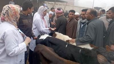 كم عدد جرعات تحصين الماشية ضد الحمى القلاعية والوادي المتصدع؟.. الزراعة توضح