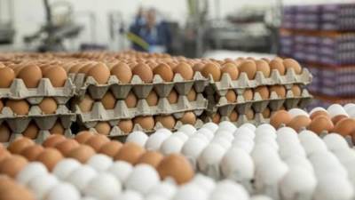 سعر كرتونة البيض اليوم الثلاثاء في بورصة الدواجن