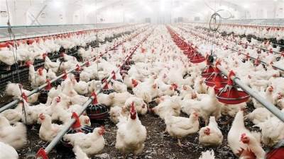 هل تؤثر الفراخ السردة على صحة المستهلك؟.. منتجي الدواجن يوضح