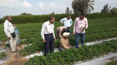 الزراعة تُنفذ 1875 نشاط إرشادي استفاد منه 47875 مزارع خلال نوفمبر