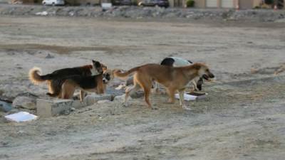 شلتر الكلاب الضالة بالقاهرة .. مكانه والخدمات التي سيقدمها 