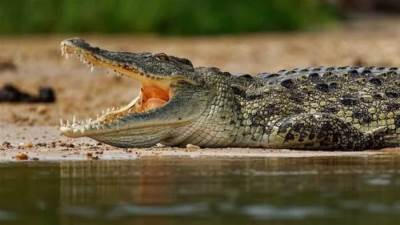 تمساح الشرقية.. قصة رعب حقيقية عاشها أهالي قرية الزوامل