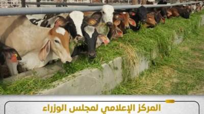 "الحكومة" تكشف حقيقة نفوق 500 رأس ماشية بالمنوفية