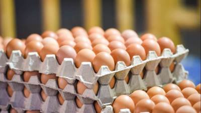 بزيادة 5 جنيهات.. أسعار البيض اليوم الإثنين في بورصة الدواجن