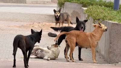 الطب البيطري: أزمة الكلاب الضالة وصلت لمرحلة خطيرة لوجود 40 مليون كلب