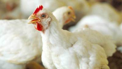 اتحاد منتجي الدواجن: متوسط استهلاك الفرد لا يتجاوز 14 كيلو سنويًا