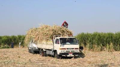  بدء توريد القصب لمصانع شركة السكر في أبوقرقاص بالمنيا