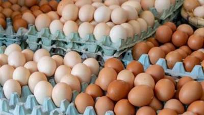 انخفاض أسعار البيض اليوم الخميس في بورصة الدواجن