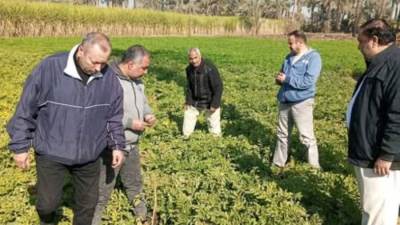 لاخسائر في المحاصيل.. الزراعة تواصل مكافحة النمل الأبيض والآفات الزراعية