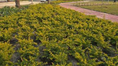 جهاز مدينة حدائق أكتوبر يرفع كفاءة الزراعات وتنسيق المسطحات الخضراء