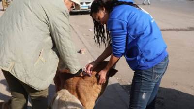  الزراعة: تحصين 293 كلبًا وتعقيم 25 آخرين في حملة بعين شمس