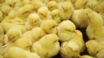 الزراعة: ليس هناك مبرر لارتفاع أسعار الكتاكيت في الأسواق