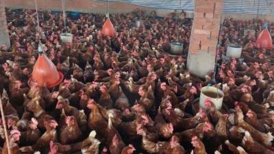 وزير الزراعة: لدينا 38 ألف مزرعة تنتج نحو 1.6 مليار طائر سنويًا