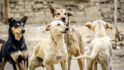 أزمة كلاب الشوارع.. الزراعة تواجه والبقية متفرجون