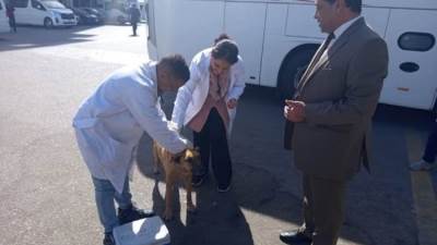 الزراعة: تحصين 2700  كلب حر في حملات بمحافظة الأقصر