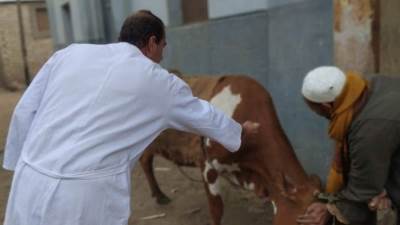 محافظ الجيزة: تحصين 90 ألف رأس ماشية ضد الحمى القلاعية