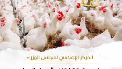 بسبب نقص المعروض.. “الحكومة” توضح حقيقة ارتفاع أسعار الدواجن