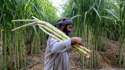 "التموين": نستهدف توريد 6 ملايين طن قصب السكر بالموسم الحالي