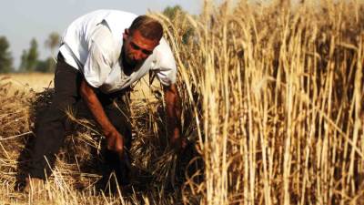 مصر تستهدف إنتاج 11 مليون طن قمح خلال موسم 2026