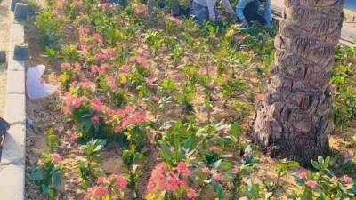 استمرار أعمال الصيانة الدورية للزراعات بـ«حدائق الأوركيد ودار مصر وابني بيتك 4»