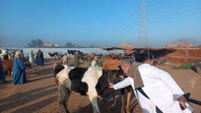 بمعدلات غير مسبوقة .. تفاصيل حملة الزراعة لتحصين الماشية ضد الحمى القلاعية