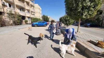 الزراعة: تحصين 8,254 كلب حر وتعقيم 1,122 أخرين منذ إطلاق حملة مكافحة السعار