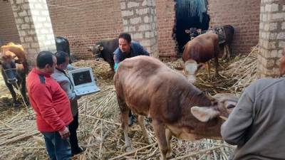 الزراعة تُجري تحسين سلالات لـ 59 ألف رأس ماشية