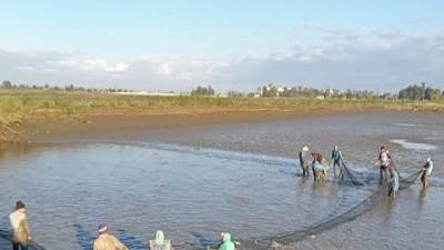 إنتاج 30 طنًا من الأسماك بمزرعة الزاوية بكفر الشيخ