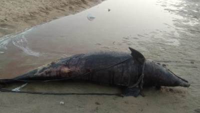 بعد واقعة البحر الأحمر..دولفين نافق على شاطئ البحر المتوسط 