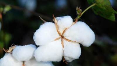 صادرات مصر من الأقطان تسجل 134.7 مليون دولار 