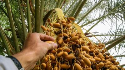 مصر في الصدارة.. أكبر الدول إنتاجاً للتمور في العالم 2025