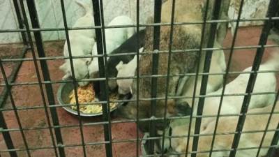 الزراعة تعلن جمع الكلاب الضالة بشارع اللبيني وإيداعها شلتر إمبابة