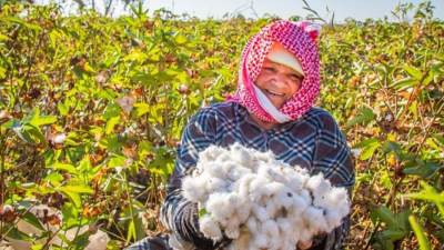 الزراعة تصدر قرارًا بتحديد أصناف القطن المعتمدة لموسم 2026