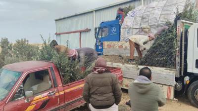 "الزراعة" توزع 33 ألف شتلة زيتون بالمجان لدعم التجمعات البدوية بمطروح 