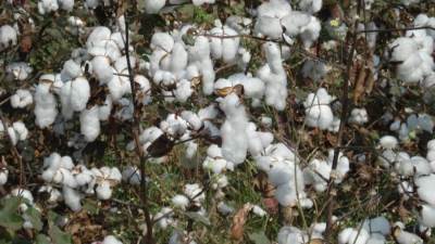 الزراعة: أصناف القطن المعتمدة لموسم 2026 مبكرة النضج وموفرة للمياه