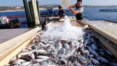  جهاز تنمية البحيرات : إنتاج 40 طنًا من الأسماك بمزرعة المنزلة السمكية 