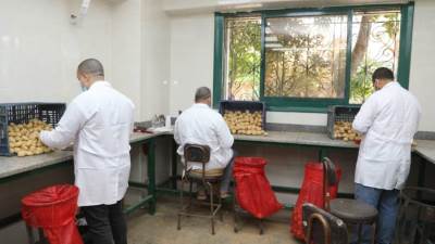 الزراعة: فحص 290 ألف طن بطاطس للتصدير في فبراير