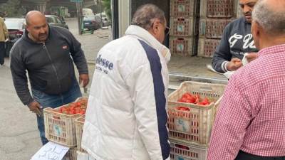 الحكومة تطرح طماطم بسعر 21.5 جنيه للكيلو عبر منافذ متنقلة للمواطنين