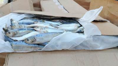 ضبط طن ونصف أسماك مجمدة منتهية الصلاحية بالفيوم
