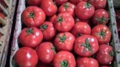 «مجنونة ياقوطه»..قفص الطماطم يسجل 1000 جنيه بسوق العبور