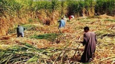 التموين تستهدف استلام 6 مليون طن قصب وإنتاج 439 ألف طن سكر